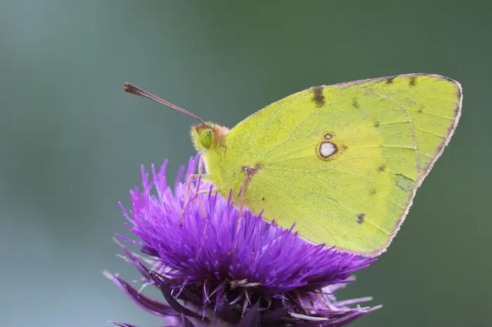 Framed Print : Pale Clouded Yellow -Colias hyale- on a flower, Bulgaria Framed Print : Pale Clouded Yellow -Colias hyale- on a flower, Bulgaria