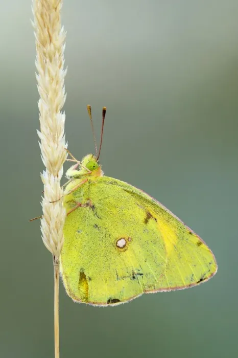 Framed Print : Pale Clouded Yellow -Colias hyale- on a grass seed head, Bulgaria Framed Print : Pale Clouded Yellow -Colias hyale- on a grass seed head, Bulgaria