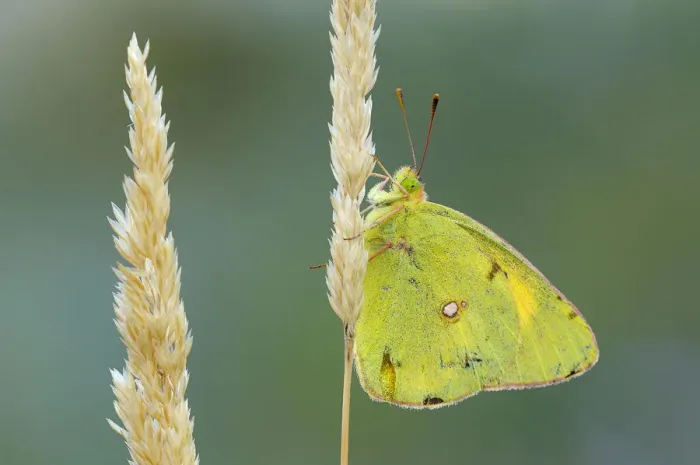 Framed Print : Pale Clouded Yellow -Colias hyale- on a grass seed head, Bulgaria Framed Print : Pale Clouded Yellow -Colias hyale- on a grass seed head, Bulgaria