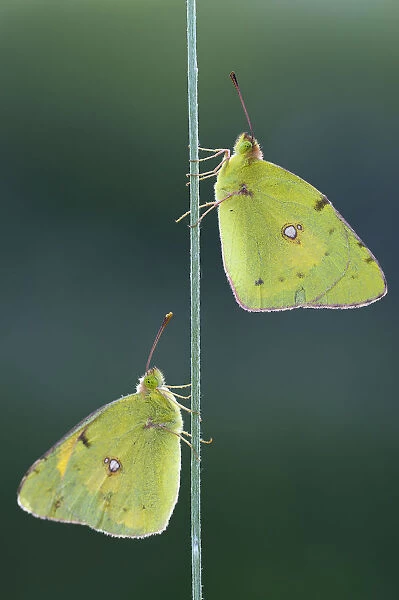 Two Pale Clouded Yellows on a blade of grass, Golden Eight -Colias hyale-, Bulgaria