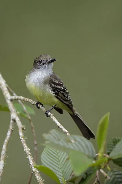Pale-edged Flycatcher (Myiarchus cephalotes)