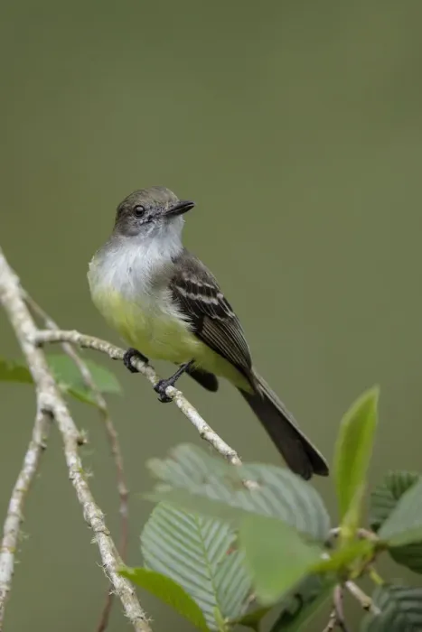 Framed Print : Pale-edged Flycatcher (Myiarchus cephalotes)