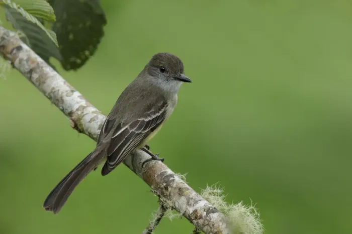 Framed Print : Pale-edged Flycatcher (Myiarchus cephalotes) Framed Print : Pale-edged Flycatcher (Myiarchus cephalotes)