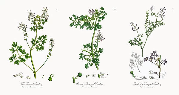 Pale Flowered Fumitory, Fumaria Pallidiflora, Victorian Botanical Illustration, 1863