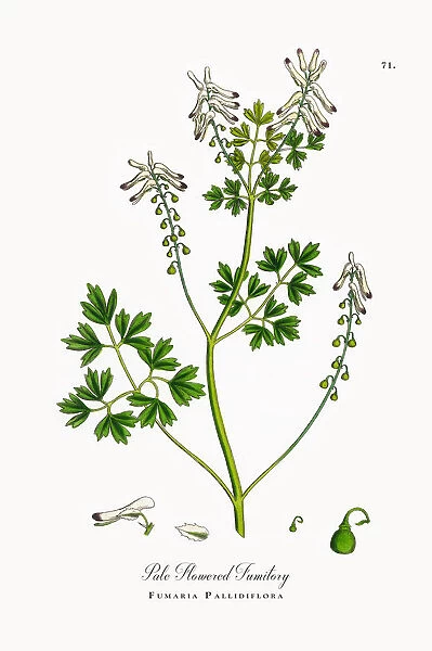 Pale Flowered Fumitory, Fumaria Pallidiflora, Victorian Botanical Illustration, 1863