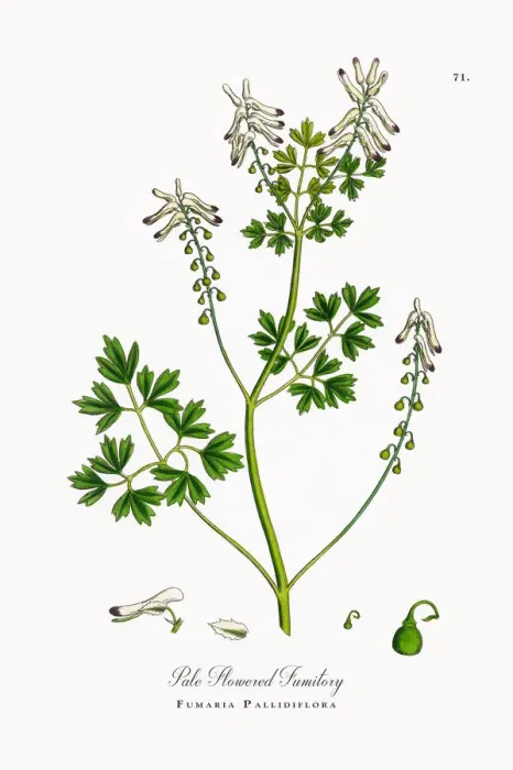 Framed Print : Pale Flowered Fumitory, Fumaria Pallidiflora, Victorian Botanical Illustration, 1863 Framed Print : Pale Flowered Fumitory, Fumaria Pallidiflora, Victorian Botanical Illustration, 1863