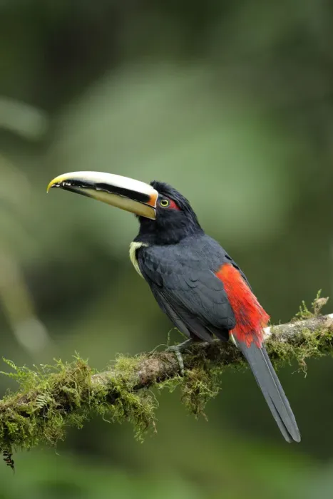 Framed Print : Pale-mandibled Aracari Framed Print : Pale-mandibled Aracari