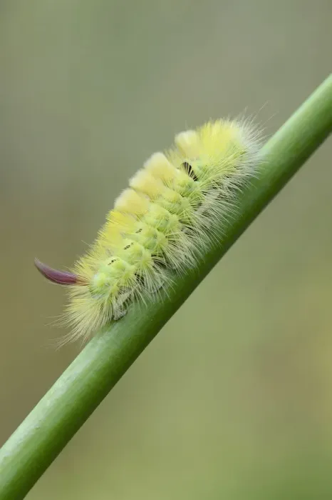 Framed Print : Pale Tussock -Calliteara pudibunda-, caterpillar, Emsland, Lower Saxony, Germany Framed Print : Pale Tussock -Calliteara pudibunda-, caterpillar, Emsland, Lower Saxony, Germany