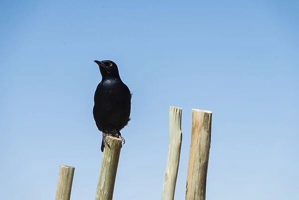 Pale-winged Starling -Onychognathos nabouroup- perched on pole, Fishriver Canyon, Namibia