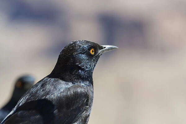 Pale-winged Starling -Onychognathus nabouroup-, Fish River Canyon, Namibia