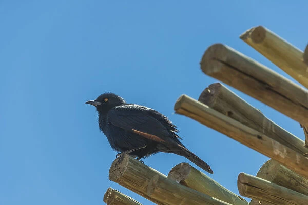 Pale-winged Starling -Onychognathus nabouroup- on bamboo, Fish River Canyon, Namibia