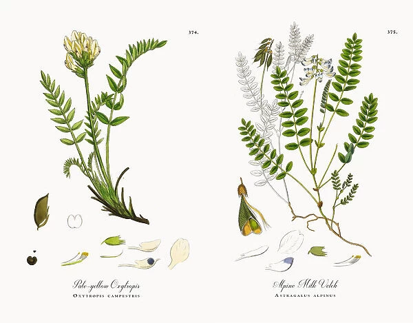 Pale-yellow Oxytropis, Oxytropis campestris, Victorian Botanical Illustration, 1863