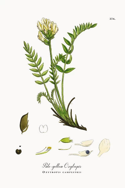 Pale-yellow Oxytropis, Oxytropis campestris, Victorian Botanical Illustration, 1863