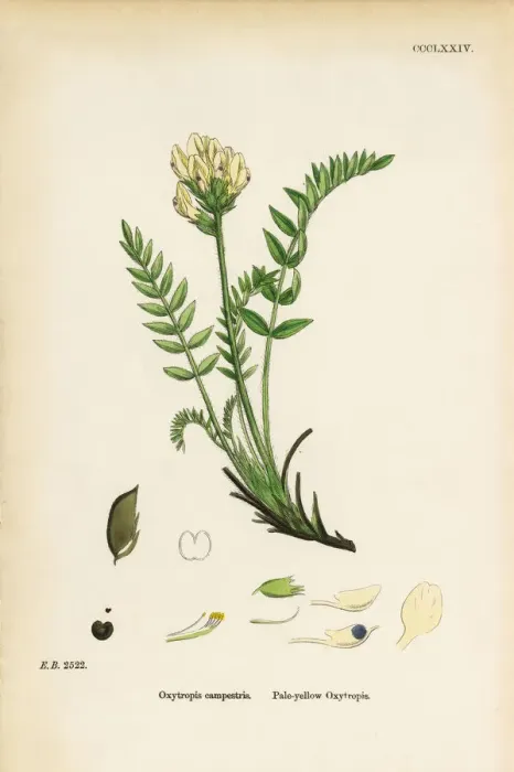 Framed Print : Pale-yellow Oxytropis, Oxytropis campestris, Victorian Botanical Illustration, 1863