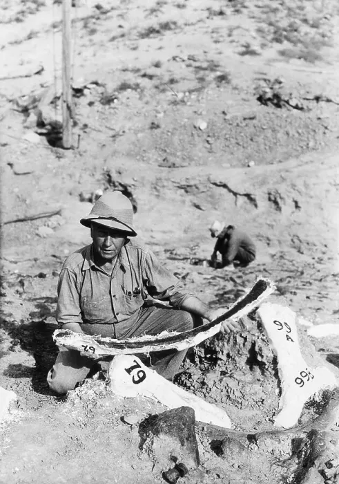 Framed Print : Paleontologist with Bones