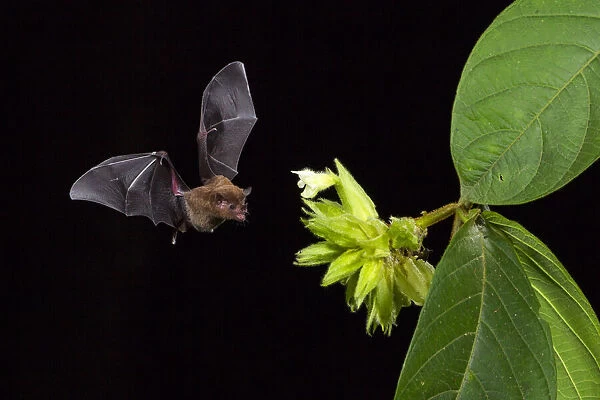PallaA┼¢s long-tongue bat