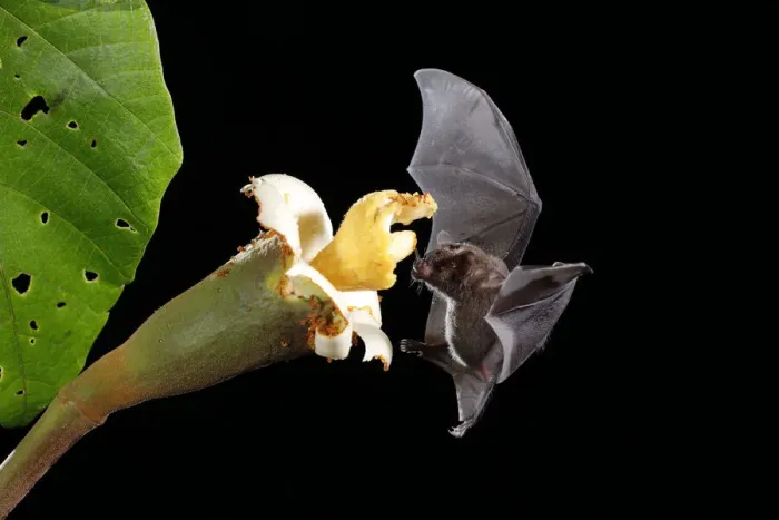 Framed Print : Pallass long-tongued bat Framed Print : Pallass long-tongued bat