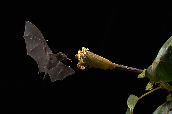 Pallass long-tongued bat