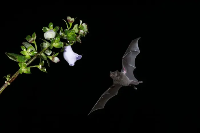 Framed Print : Pallass Long-Tongued Bat (Glossophaga soricina) Framed Print : Pallass Long-Tongued Bat (Glossophaga soricina)
