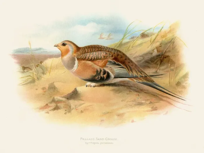 Framed Print : Pallass sandgrouse