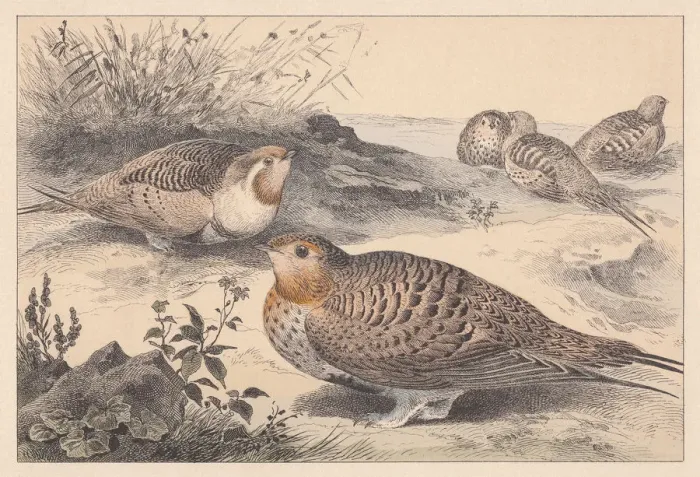 Framed Print : Pallass sandgrouse (Syrrhaptes paradoxus), hand-colored lithograph, published in 1889