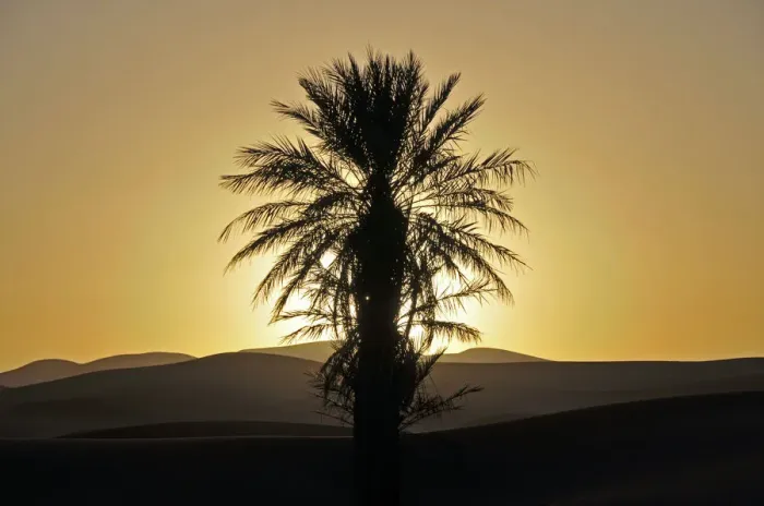 Framed Print : Palm with backlighting at sunset, desert of Erg Chebbi, Morocco, Africa, PublicGround Framed Print : Palm with backlighting at sunset, desert of Erg Chebbi, Morocco, Africa, PublicGround