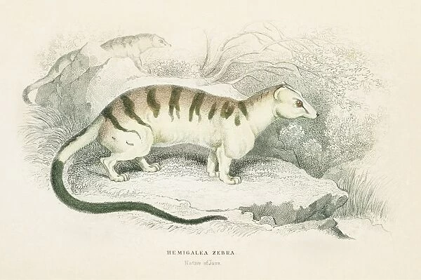 Palm Civet Hemigalus engraving 1855