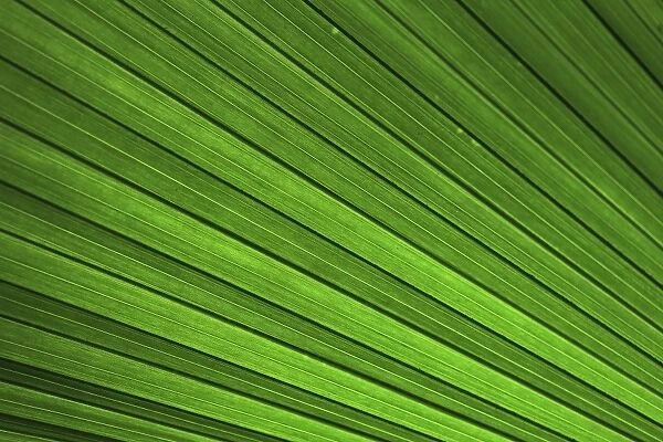 Palm frond, palm leaf, detailed view, Mainau island, Baden-Wuerttemberg, Germany, Europe