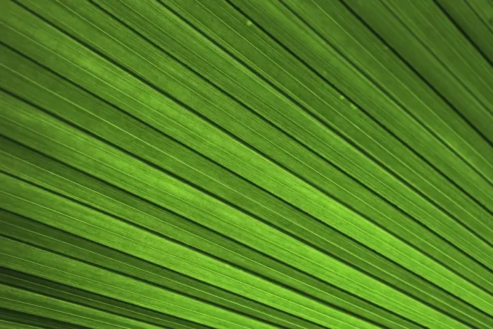 Framed Print : Palm frond, palm leaf, detailed view, Mainau island, Baden-Wuerttemberg, Germany, Europe