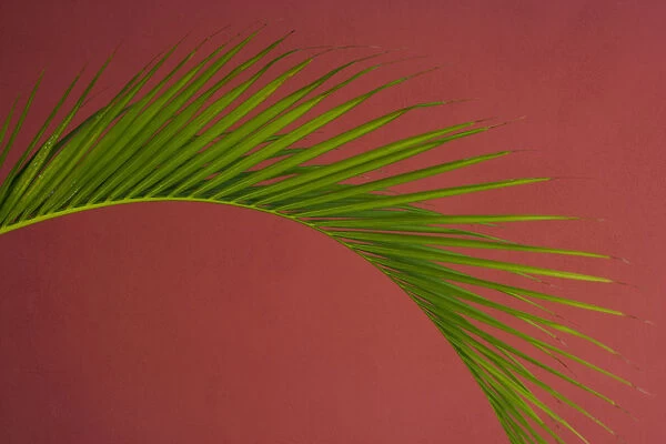 Palm frond against a red background, Puerto Rico