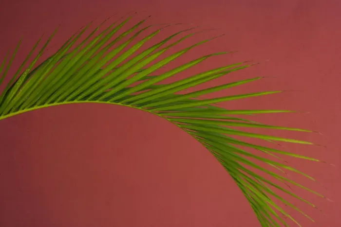 Framed Print : Palm frond against a red background, Puerto Rico