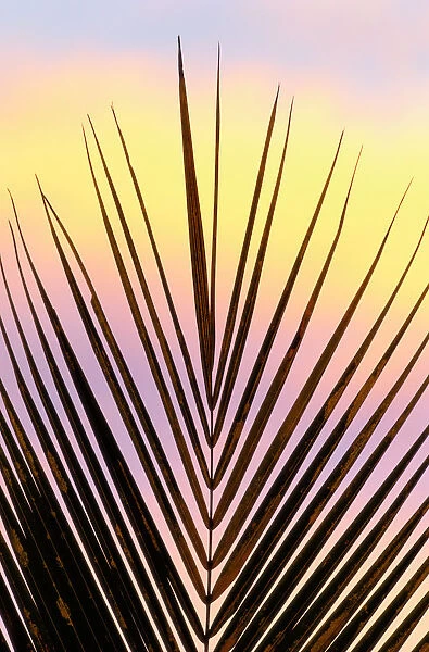 Palm fronds at sunset, Madagascar