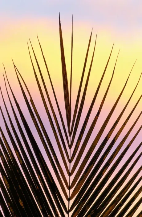 Framed Print : Palm fronds at sunset, Madagascar Framed Print : Palm fronds at sunset, Madagascar