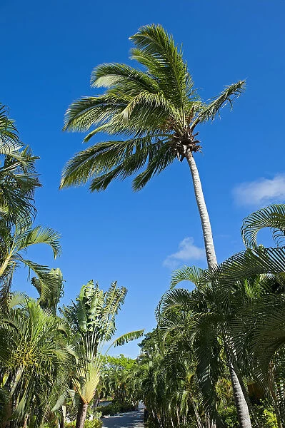 Palm grove in Saint Lucia, Caribbean