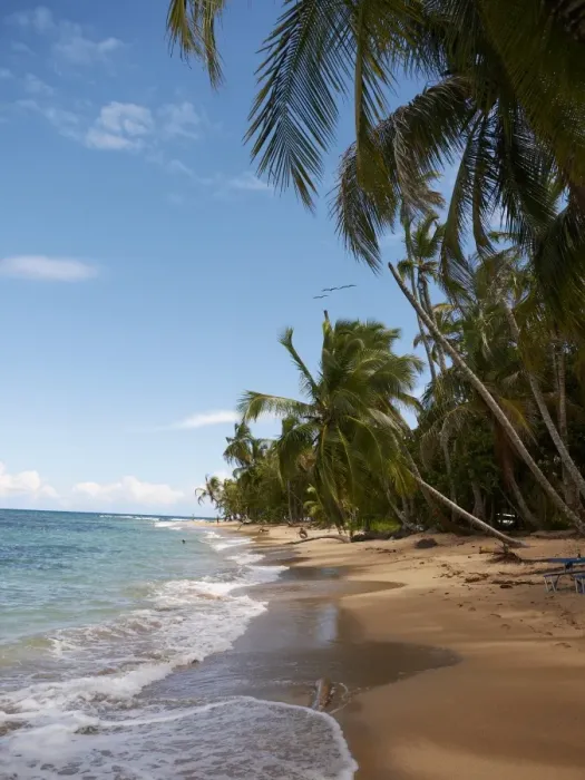 Framed Print : Palm grove on the secluded beach of Punta Uva, Puerto Viejo de Talamanca, Costa Rica, Central America
