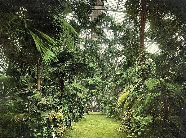 In the Palm House, Palmengarten in Frankfurt, Hesse, Germany, Historic, digitally restored reproduction of a photochromic print from the 1890s