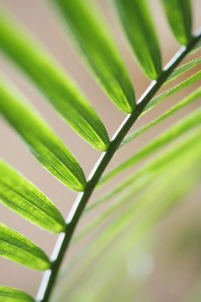 A palm leaf