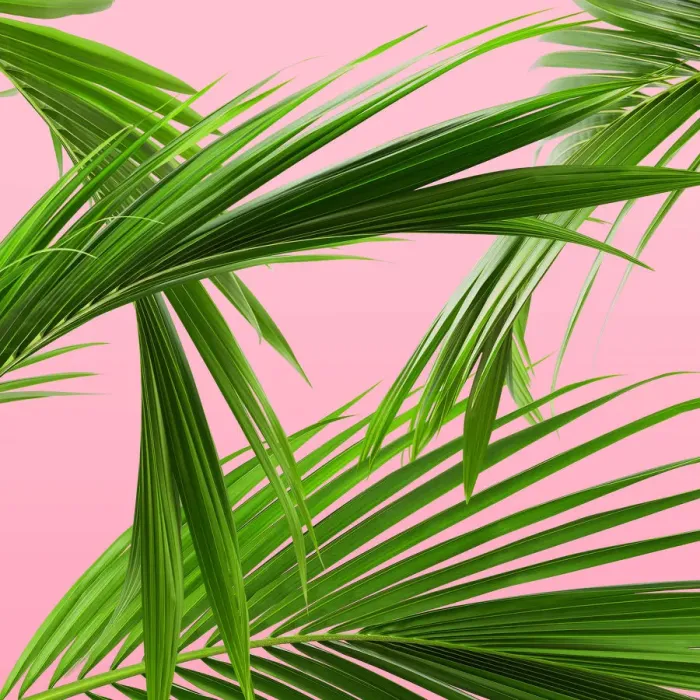 Framed Print : Palm leaf pattern Framed Print : Palm leaf pattern