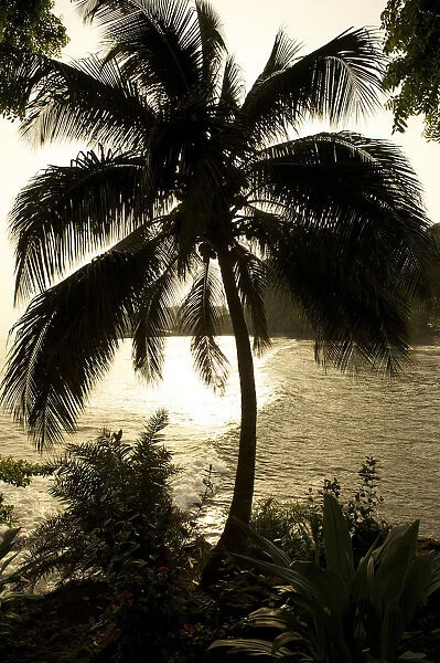 Palm against the light, Ambas Bay, Limbe, Cameroon, Africa