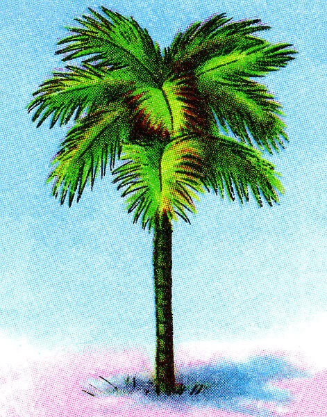 Palm Tree. http: /  / csaimages.com / images / istockprofile / csa_vector_dsp.jpg