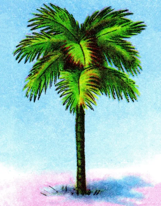 Framed Print : Palm Tree. http: / / csaimages.com / images / istockprofile / csa_vector_dsp.jpg Framed Print : Palm Tree. http: / / csaimages.com / images / istockprofile / csa_vector_dsp.jpg