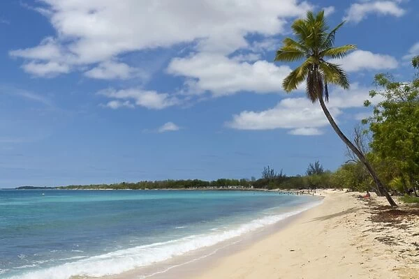Palm tree on the Anse du Souffleur beach, Port-Louis, Grande-Terre, Guadeloupe island, French Antilles, Lesser Antilles, Caribbean