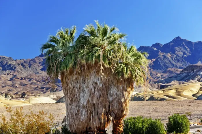 Framed Print : Palm Tree (Arecaceae) growing in Canyon Desert, Death Valley National Park, California, USA