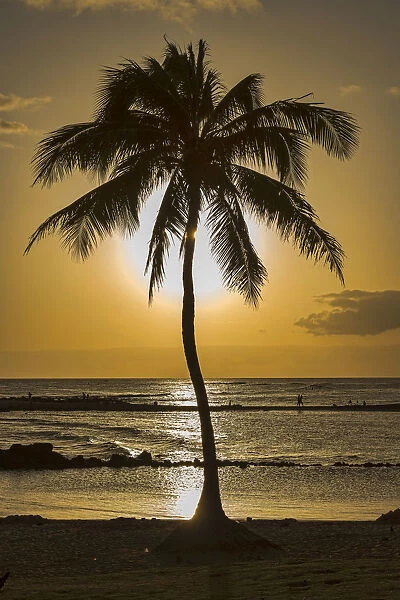 Palm tree in backlight, Kauai, Hawaii, United States
