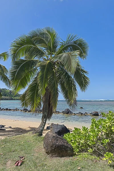 Palm tree on the beach, Kauai, Hawaii, United States