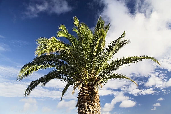 Palm tree against a blue sky, Lanzarote, Canary Islands, Spain, Europe