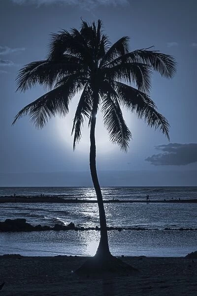 Palm tree, evening mood, Kauai, Hawaii, United States