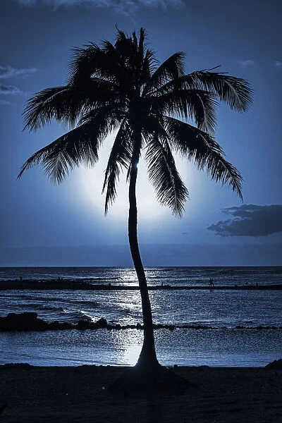 Palm tree, evening mood, Kauai, Hawaii, United States
