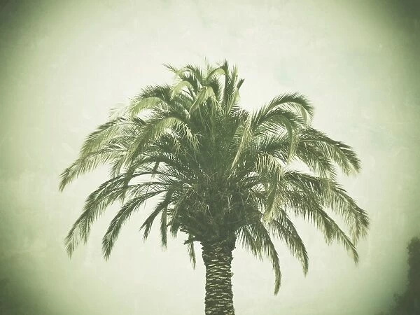 Palm tree, retro look