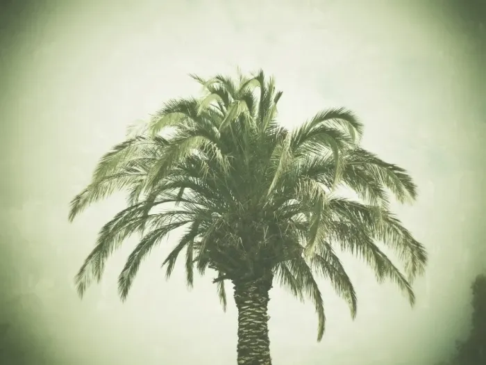Framed Print : Palm tree, retro look Framed Print : Palm tree, retro look